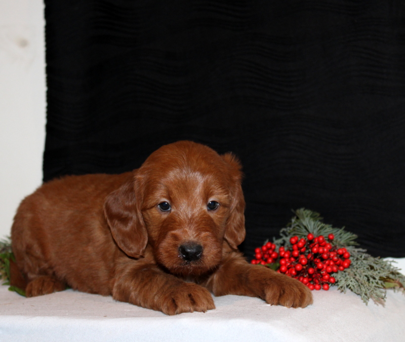 puppy, for, sale, Mini Goldendoodle F1, Matthew B. Stoltzfus, dog, breeder, Gap, PA, dog-breeder, puppy-for-sale, forsale, nearby, find, puppyfind, locator, puppylocator, aca